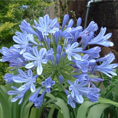 Agapanthus Blue Umbrella - Cape lily