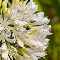 Agapanthus Wit - Afrikaanse lelie