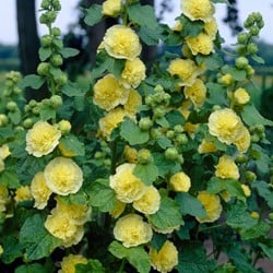 Hollyhock double yellow - Alcea rosea Charter's Double Yellow
