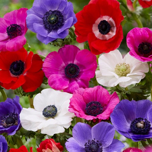 Anemone de Caen Mix (Large pack)