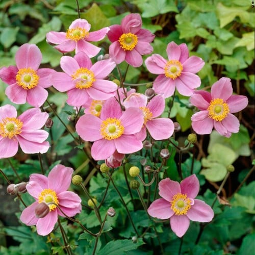 Anemone hupehensis September Charm – Japanese Anemone