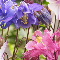 Aquilegia Mix - Akelei (Driepack)
