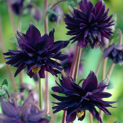 Aquilegia Black Barlow - Columbine