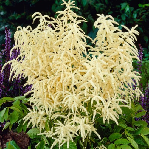 Aruncus dioicus - Goat's beard