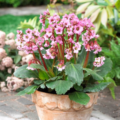 Elephant-eared saxifrage (Bergenia cordifolia)