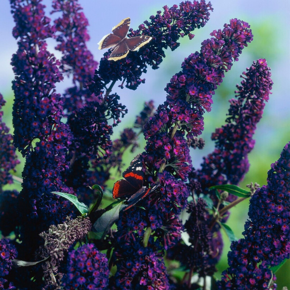 Buddleia Davidii Black Knight Black Knight Butterfly Bush From Prides