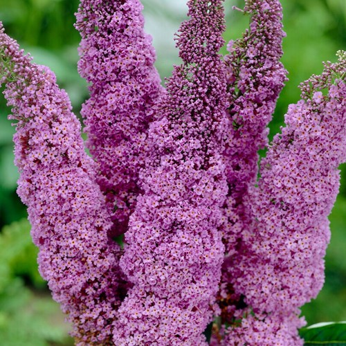 Butterfly bush Ile de France - Buddleja