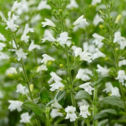 Calamintha Marvelette White - Calamint (Six pack)
