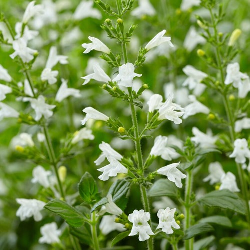 Calamintha Marvelette White - Calamint (Six pack)