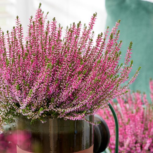 Common Heather - Calluna (Six-pack)