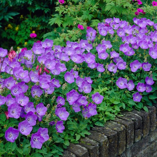Bellflower Blue Clips - Campanula carpatica