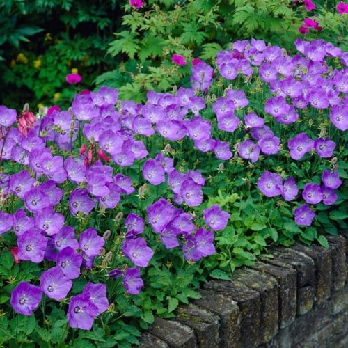 Bellflower Blue Clips - Campanula Carpatica (Six-pack)