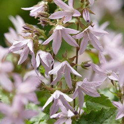 Serbian Bellflower Lisduggan Variety - Campanula poscharskyana