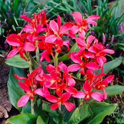 Canna Pink