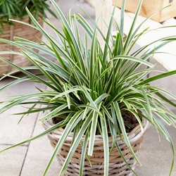 Ornamental grass sedge Ice Dance - Carex morrowii
