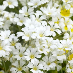 Cerastium tomentosum - Hoornbloem