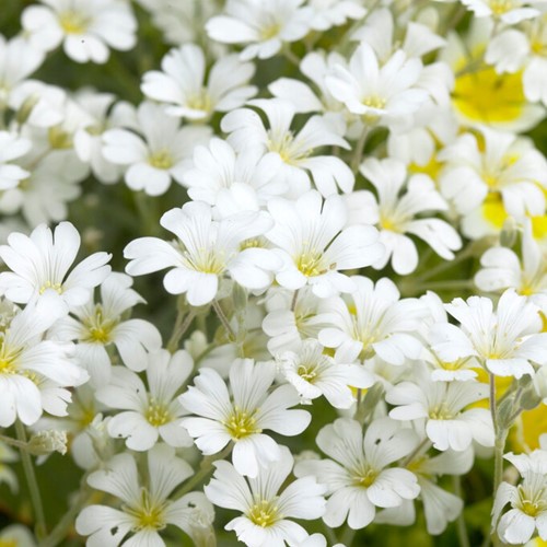 Cerastium tomentosum - Snow in summer