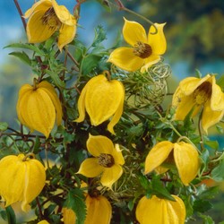 Clematis Tangutica - Golden Clematis
