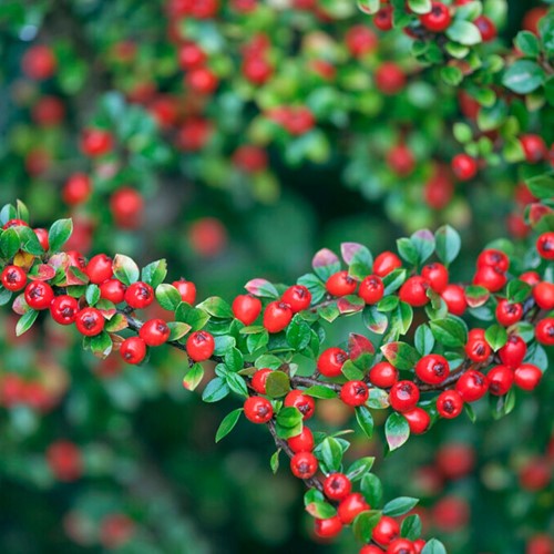 Cotoneaster Suecicus Coral Beauty - Bearberry