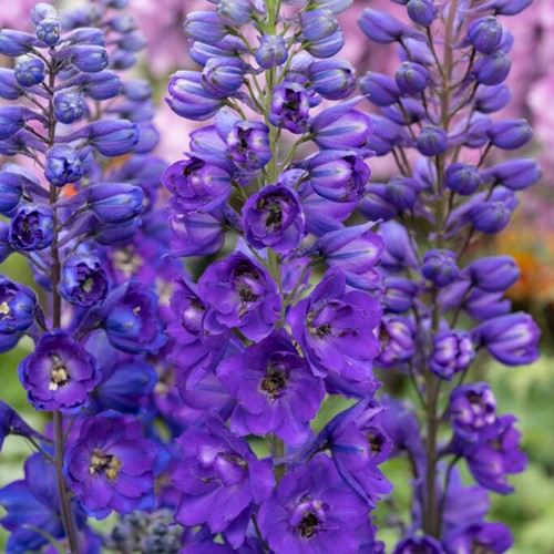 Larkspur - Delphinium (P) Black Knight