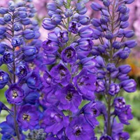 Larkspur - Delphinium (P) Black Knight (Six-pack)