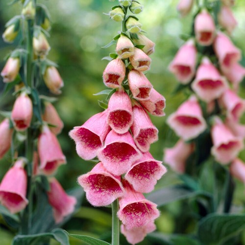 Digitalis mertonensis - Foxgloves (Three-pack)