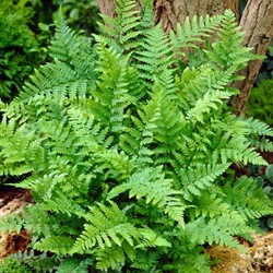 Male fern - Dryopteris filix-mas