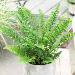 Athyrium Filix-Femina - Wijfjesvaren