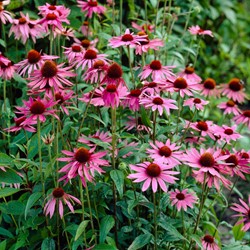 Roze Zonnehoed Magnus Roze - Echinacea (Sixpack)