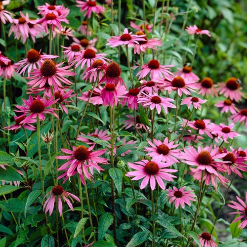 Roze Zonnehoed Magnus Roze - Echinacea (Sixpack)