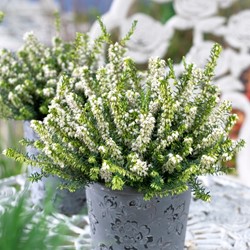 Winter Heather White Perfection Erica (Six-pack)