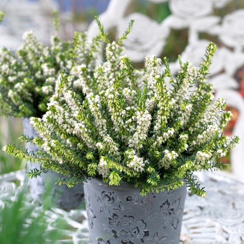 Winter Heather White Perfection Erica (Six-pack)