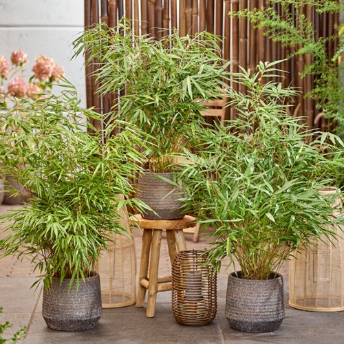 Fargesia Rufa - Bamboo (non-invasive)
