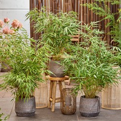 Fargesia Rufa - Bamboo (Six-pack)