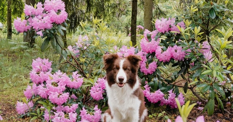 Pruning and caring for Rhododendrons