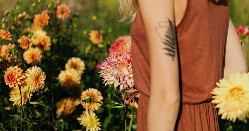 Dahlia tubers – one of the finest summer bloomers for the garden