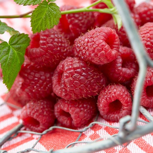Raspberry - Rubus Idaeus