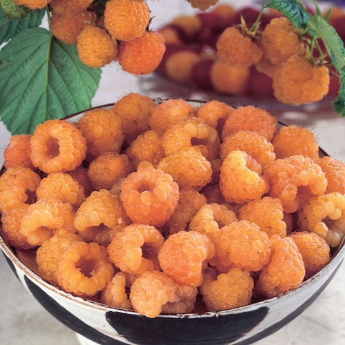 Yellow Raspberry - Rubus