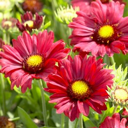 Kokardebloem Burgunder - Gaillardia (Driepack)