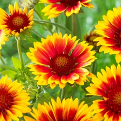 Blanket Flower Kobold - Gaillardia (Six-pack)