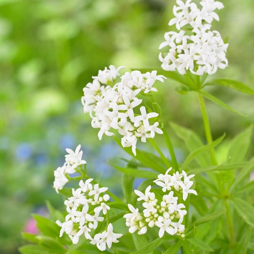 Sweet Woodruff - Galium odoratum