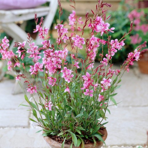 Lindheimer's Beeblossom Siskiyou Pink - Gaura lindheimeri