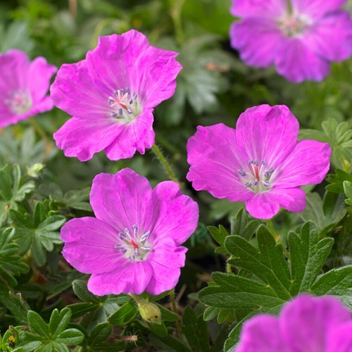 Cranesbill Max Frei - Geranium sanguineum