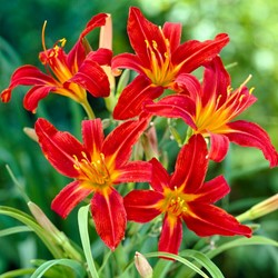 Hemerocallis Sammy Russell - Daglelie (Potplant)
