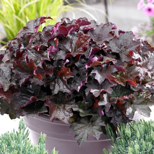Heuchera Palace Purple - Coral Bells (Six-pack)