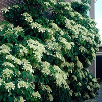 Hortensia petiolaris - Climbing Hydrangea