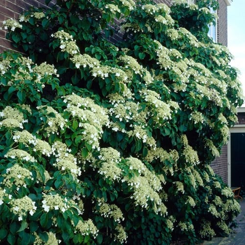 Hortensia petiolaris - Climbing Hydrangea