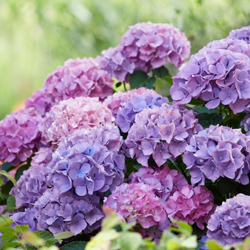 Hortensia blue - Hydrangea
