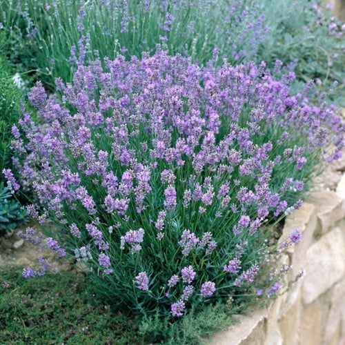 Lavender Dwarf Blue - Lavandula Angustifolia