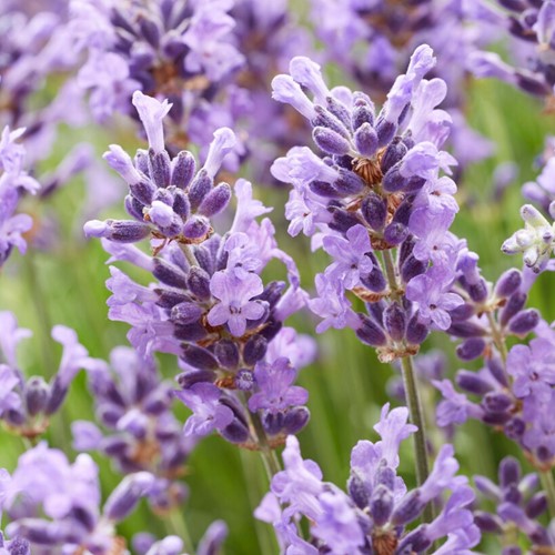 Lavender Hidcote - Lavandula